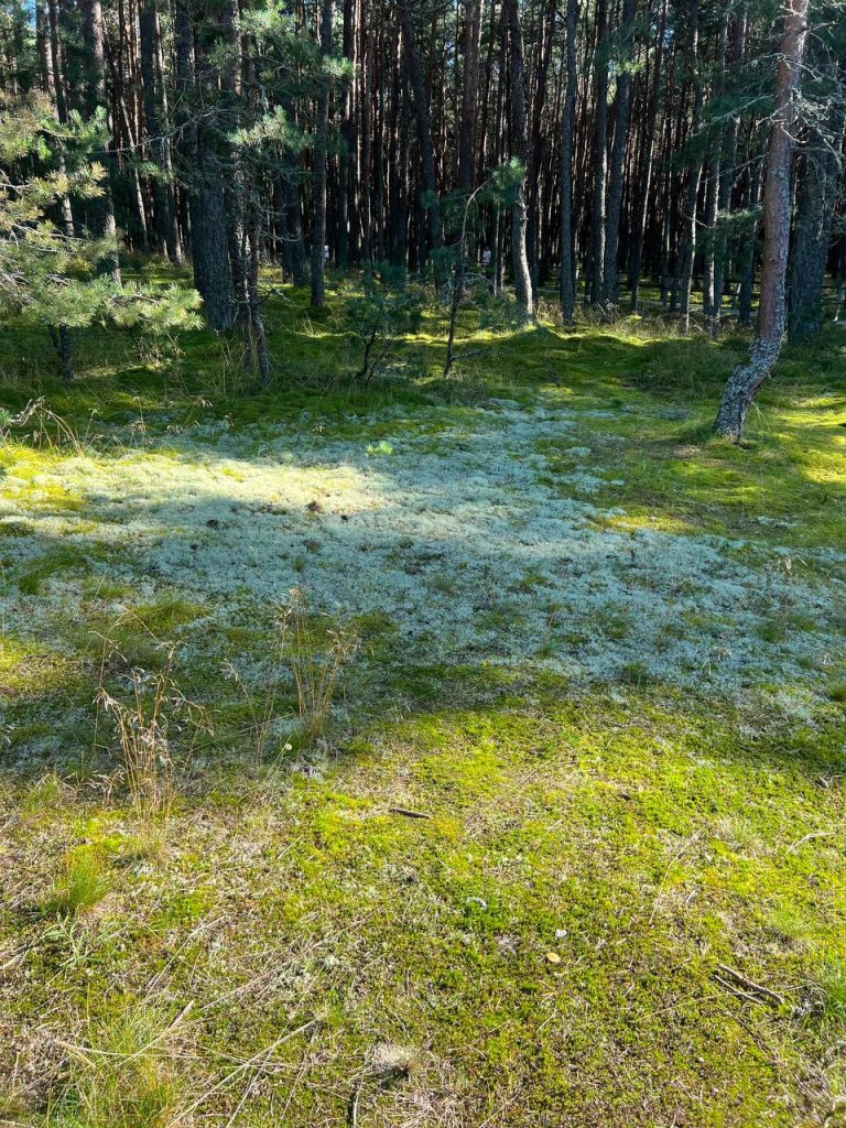 Больше триллиона рублей на природные ресурсы и экологию