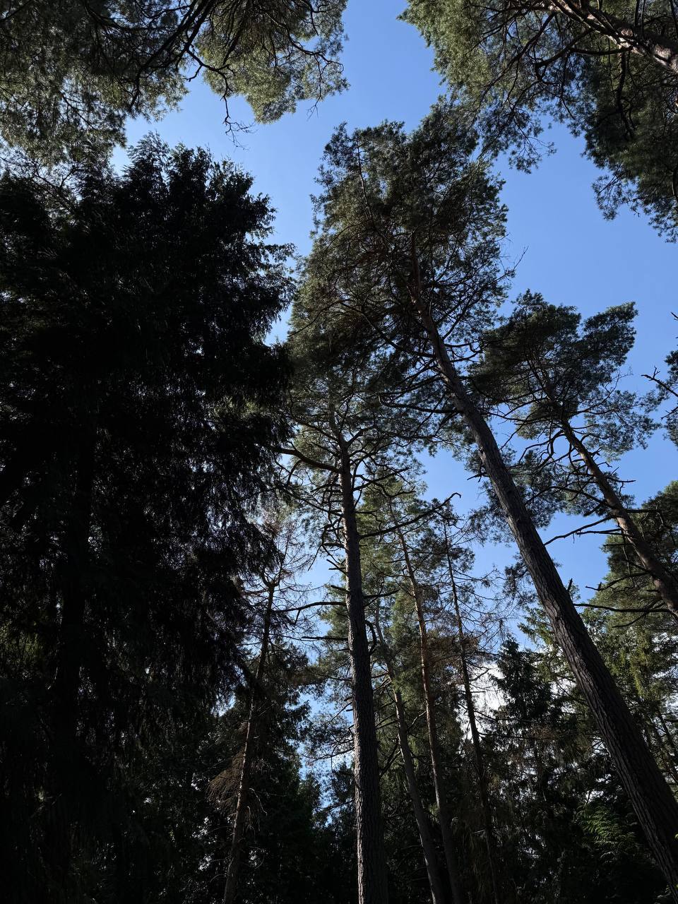 Посадка деревьев, корпоративные эко мероприятия