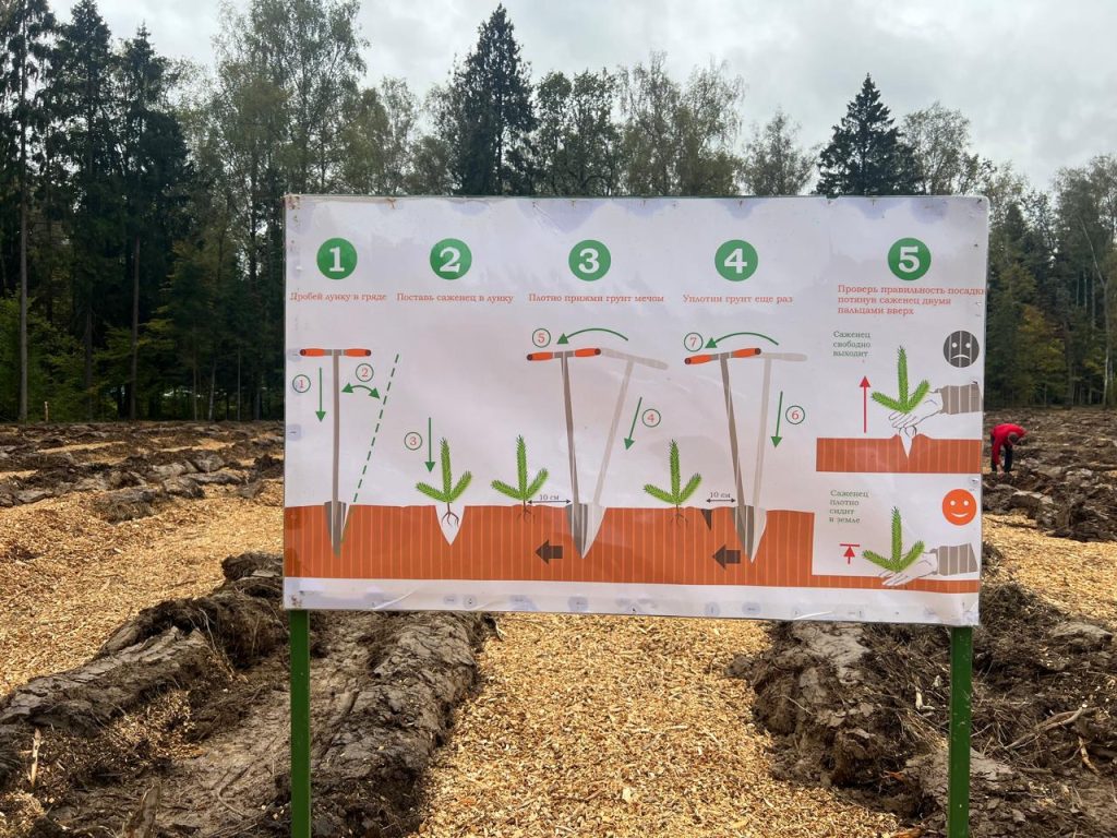 Более миллиона человек присоединились к акции Сохраним лес