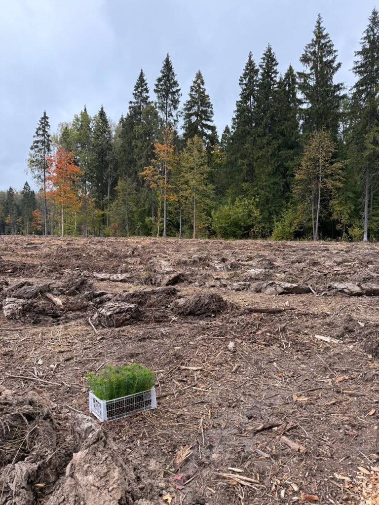 Правительство России утвердило новые правила компенсационного лесовосстановления для земель иных категорий