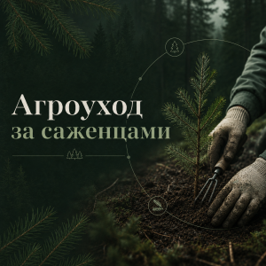 Агроуход за саженцами
