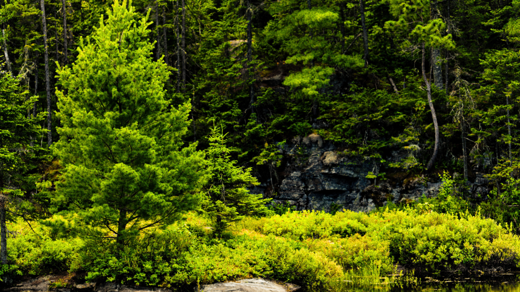 В России стартовала Международная экологическая акция Сад Памяти