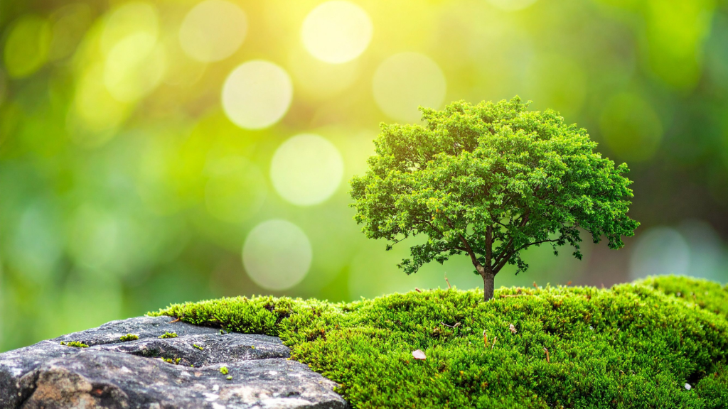 Международный день лесов