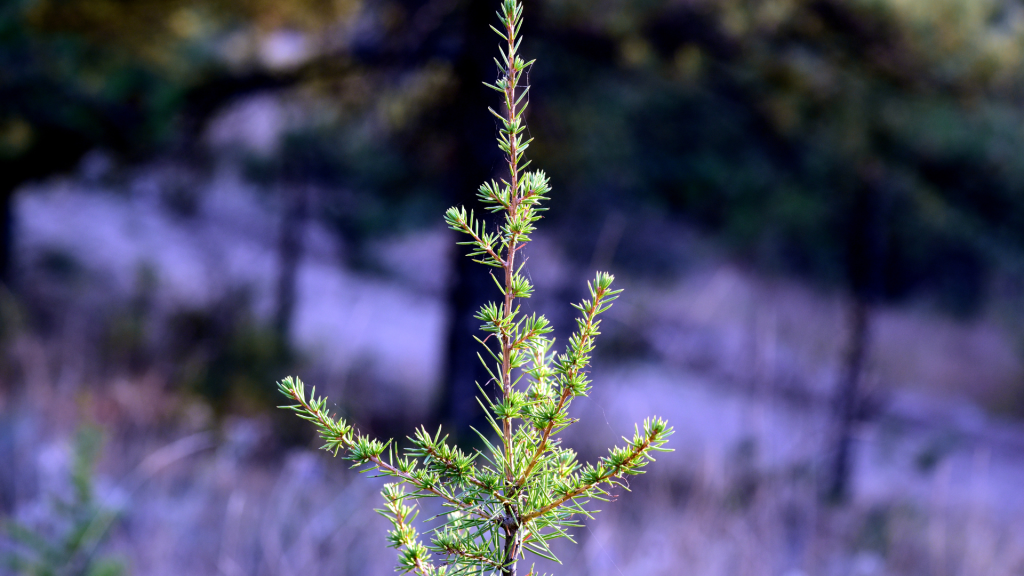 Зачем нужен агроуход за саженцами?