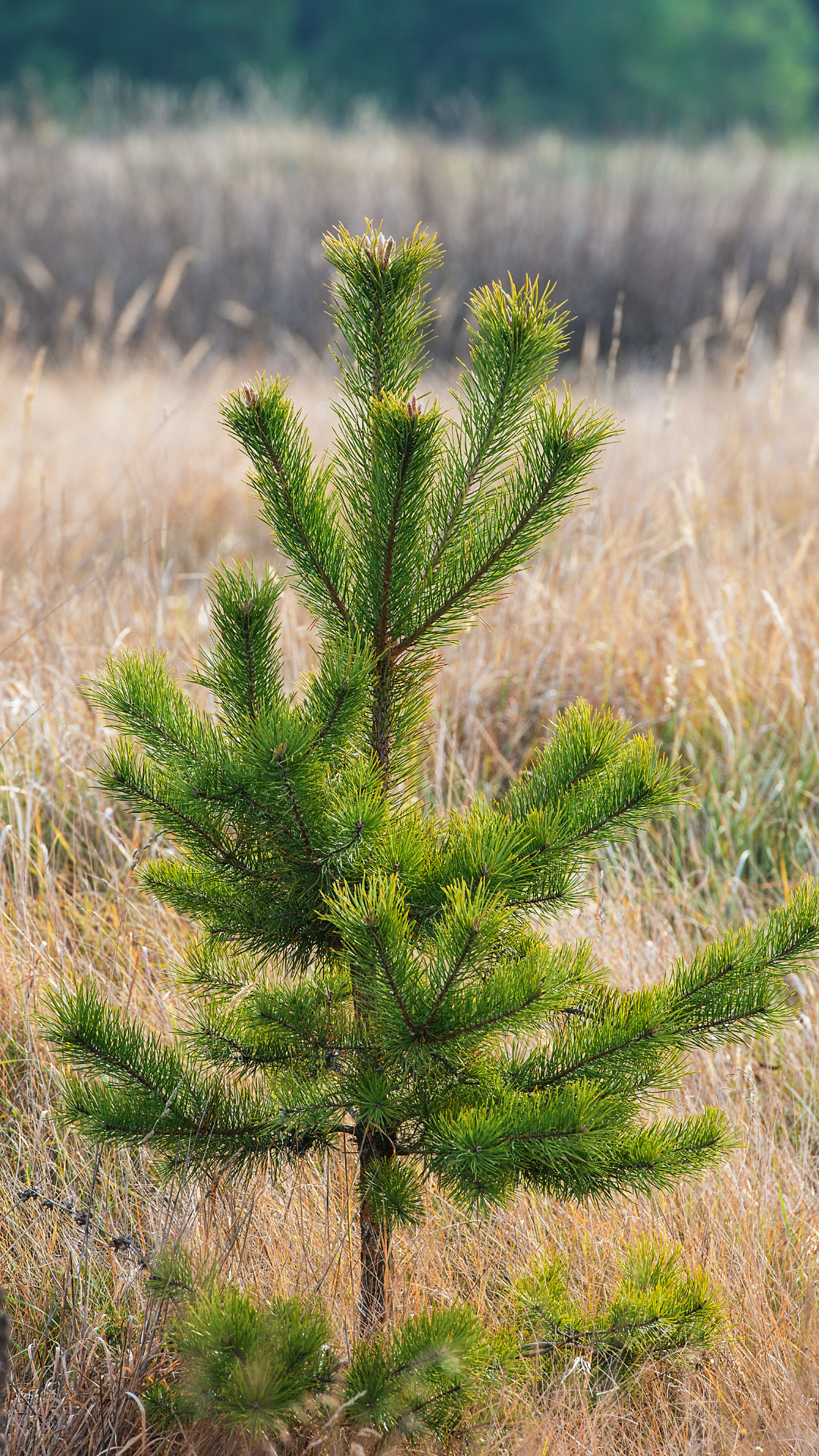 Посади Своё Дерево