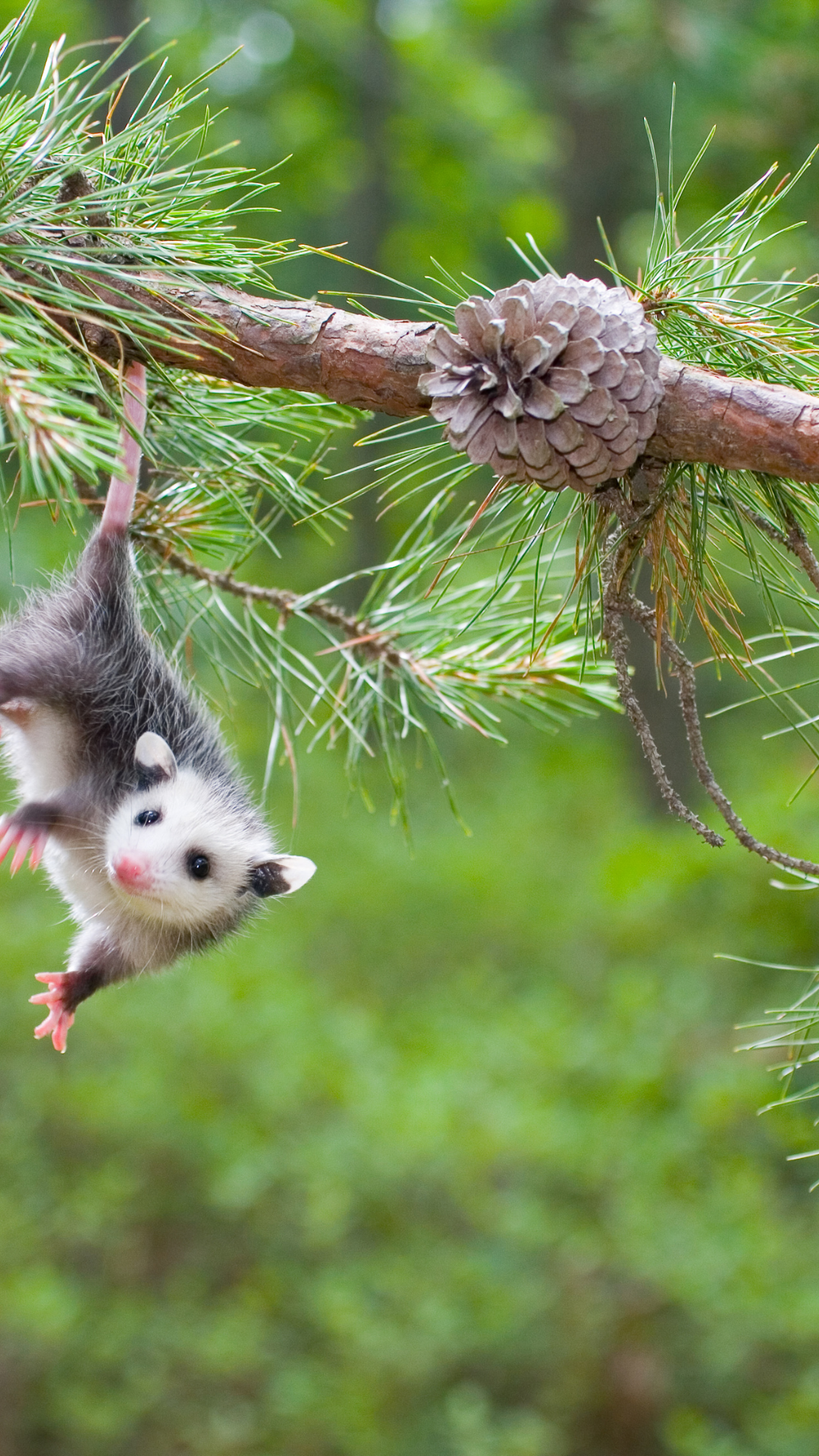 Посади Своё Дерево