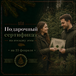 Подарочный сертификат на посадку леса на 23 февраля